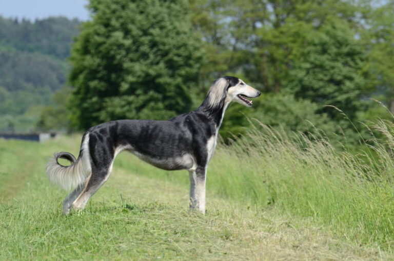 Čierno biely pes saluki