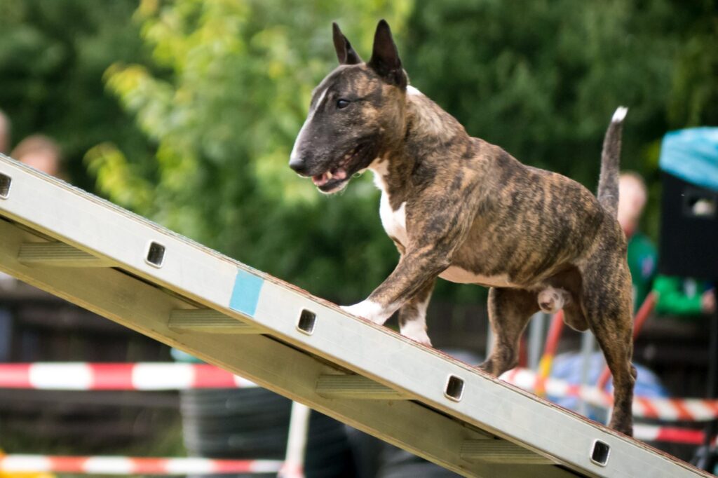 Bulteriér a agility Bulteriér a agility