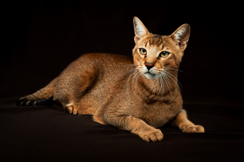Chausie Chausie