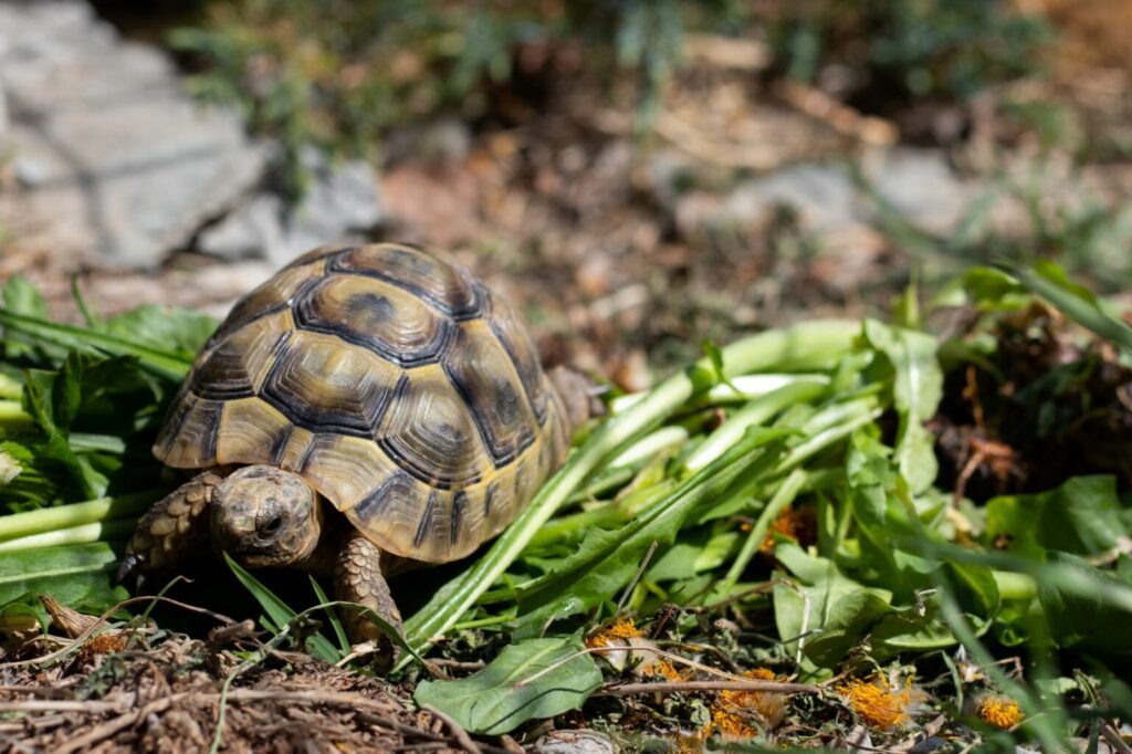 Suchozemská korytnačka má rada šalát