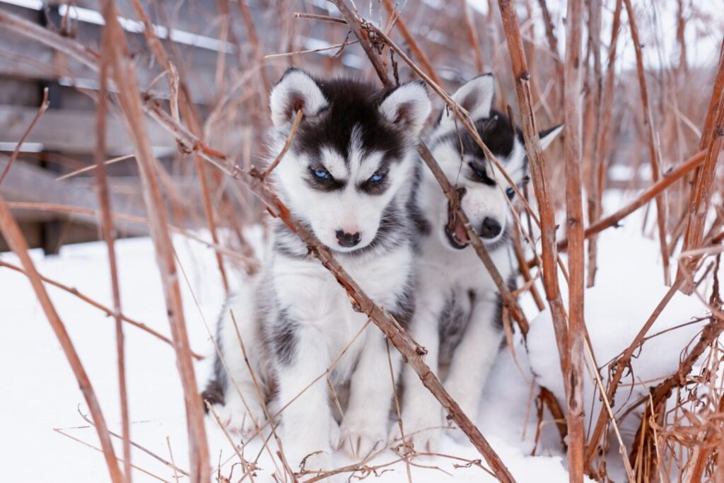 Sibírsky husky šteniatka