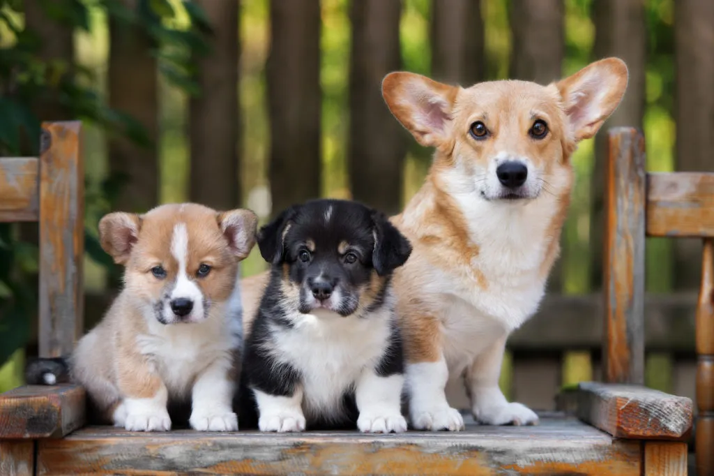 Corgi šteniatka
