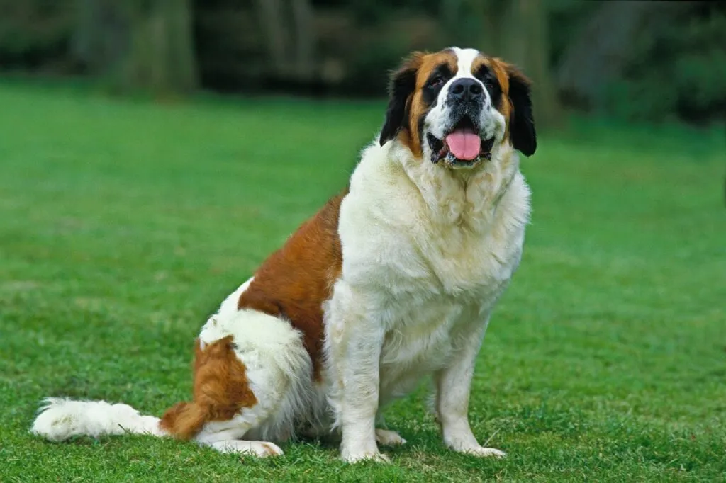 Dospelý bernardín