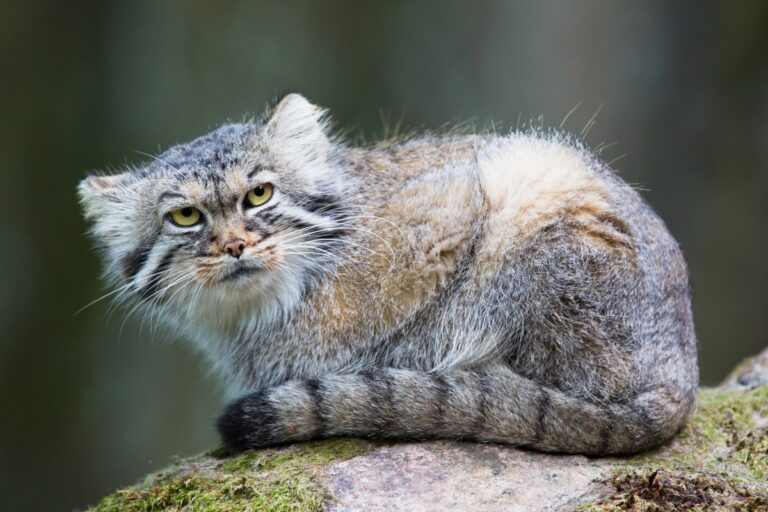 Manul