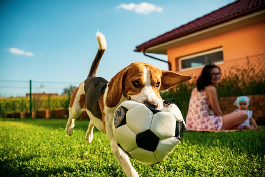pes sa hrá s loptou na záhrade
