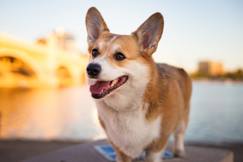 Corgi