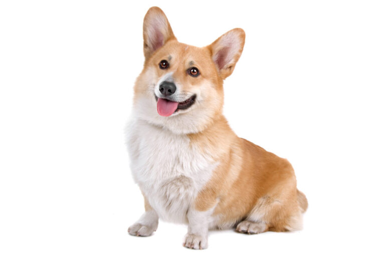 Welsh corgi pembroke