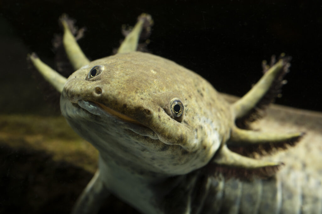 Axolotl mexický