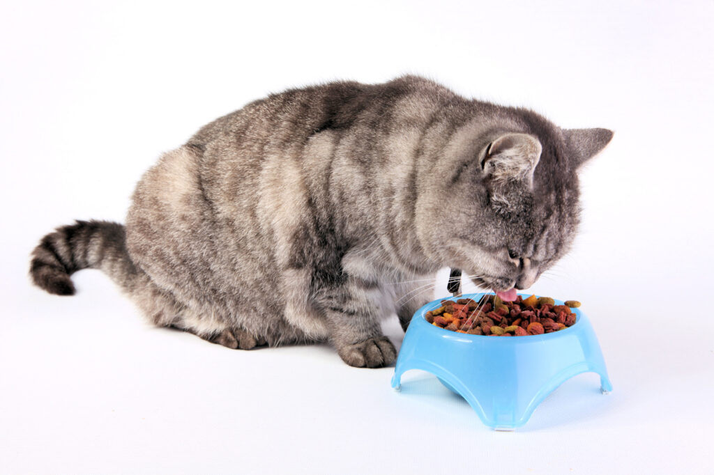 Kvalitné krmivo pre kastrované mačky