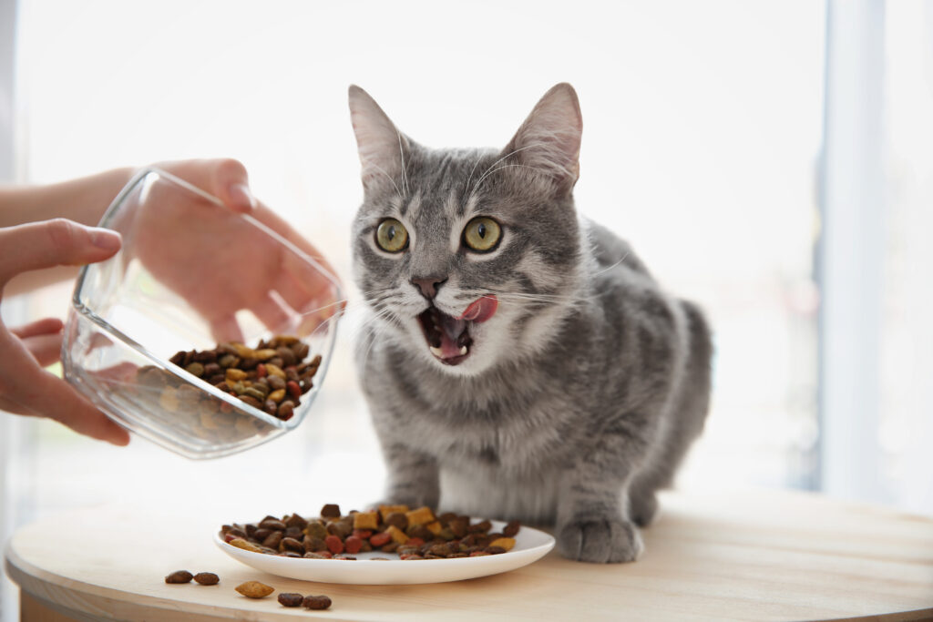 Kŕmenie mačky granulami