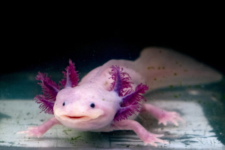 Axolotl