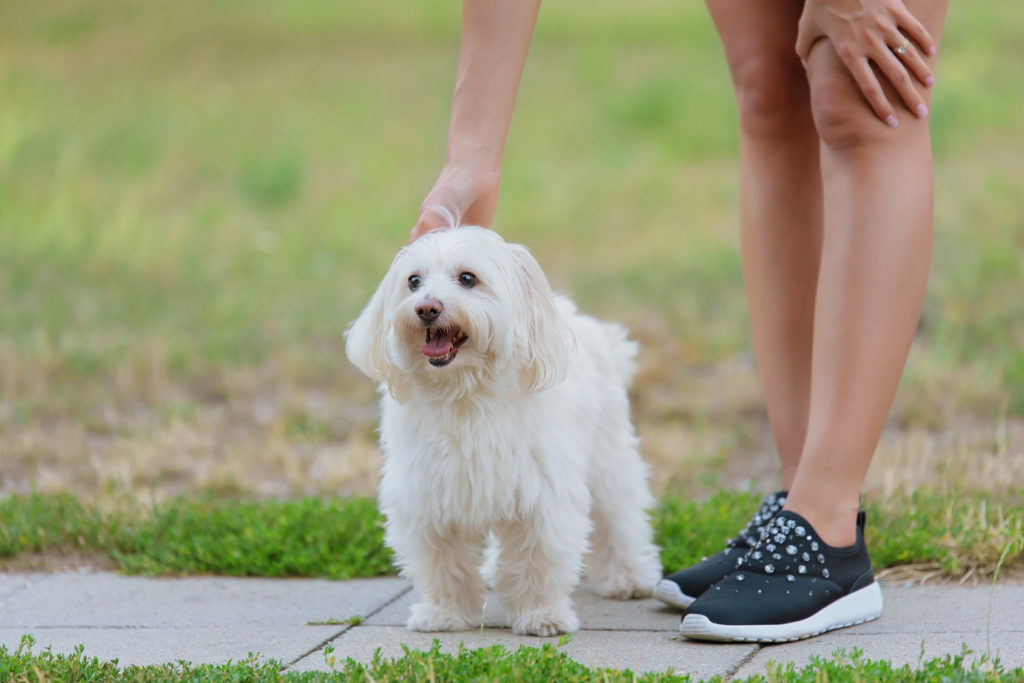 Bolonský psík na prechádzke