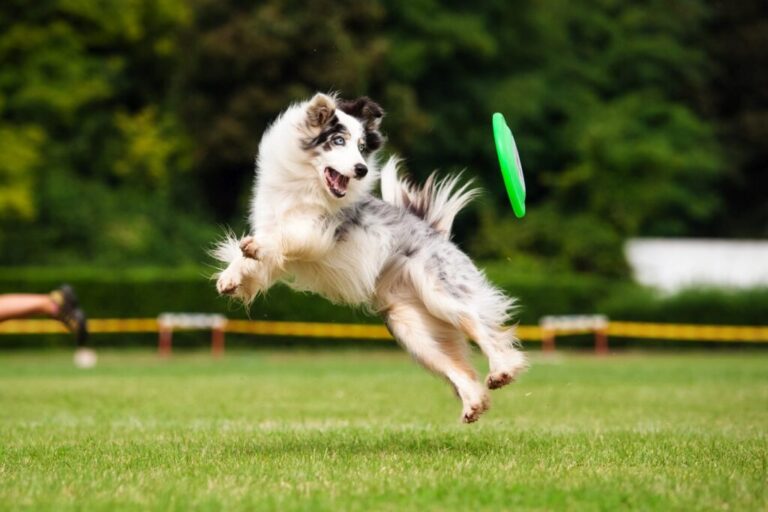 Border collie hrá dogfrisbee