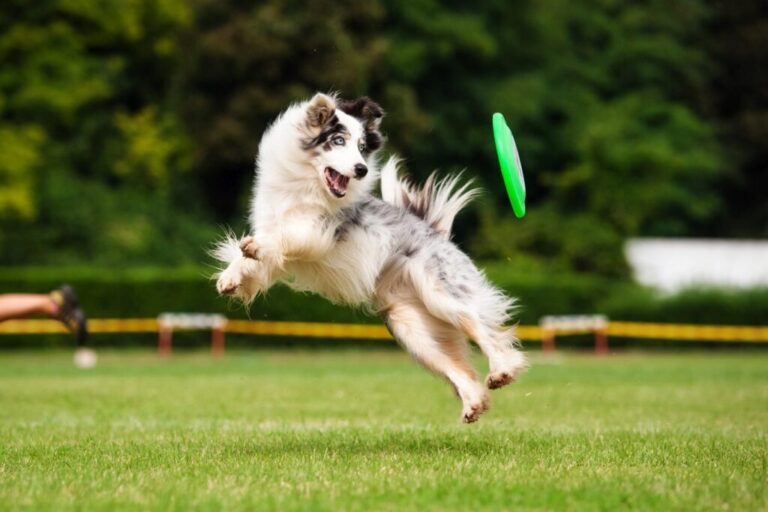 Dogfrisbee Border collie hrá dogfrisbee