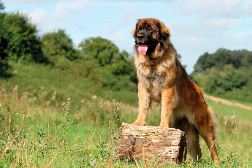 Dospelý leonberger pes