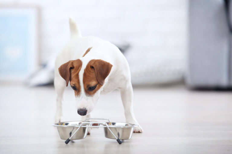 Zmena granúl u jack russell teriéra