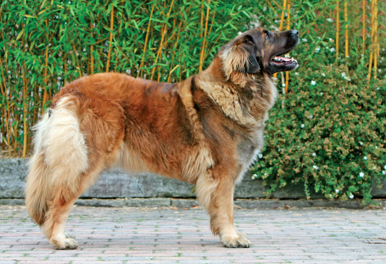 Pes leonberger