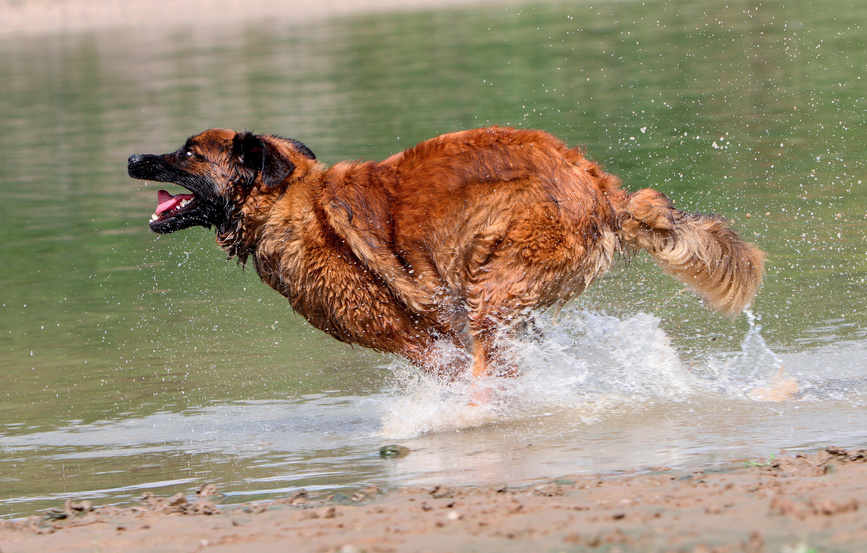 Leonberger pes beží vo vode