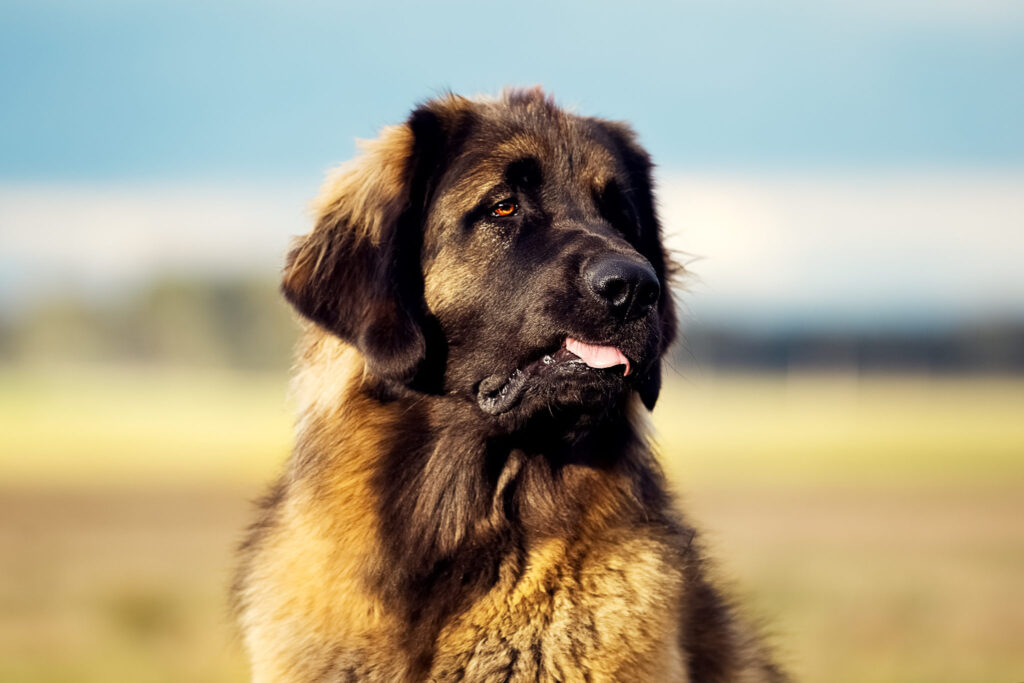 Leonberger s vyplazeným jazykom