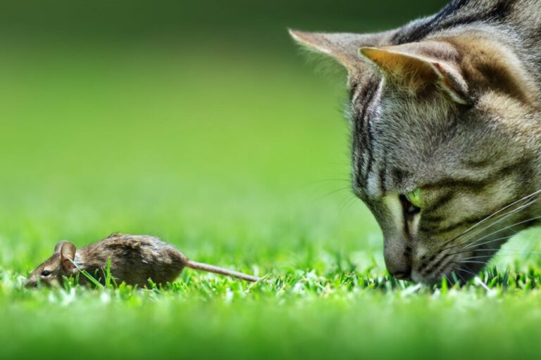 Mačka sleduje myš