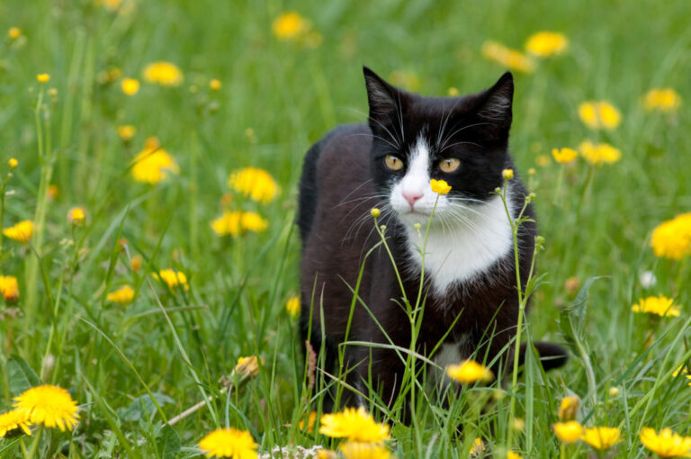 Mačka vo vysokej tráve
