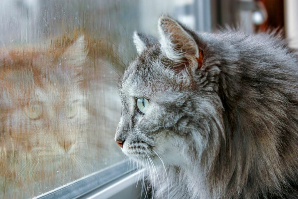 Prechladnutá mačka pozerá von oknom