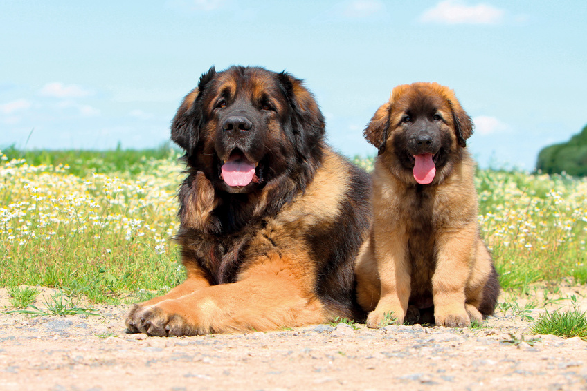 Leonberger šteniatko s mamou