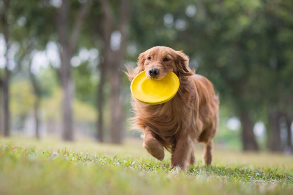 Frisbee so psom