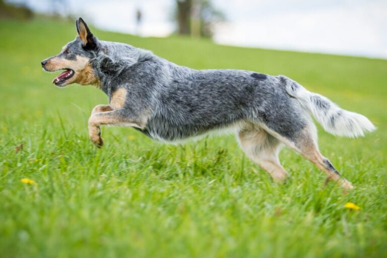 Australian Cattle Dog