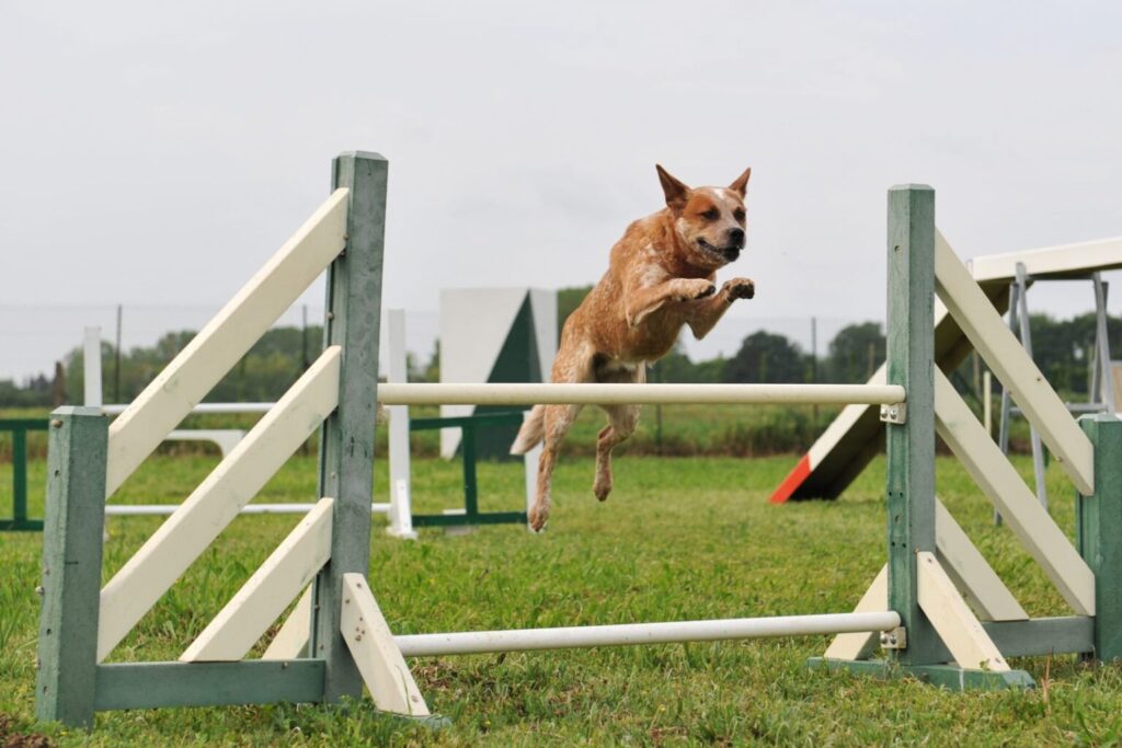 Australian Cattle Dog agility