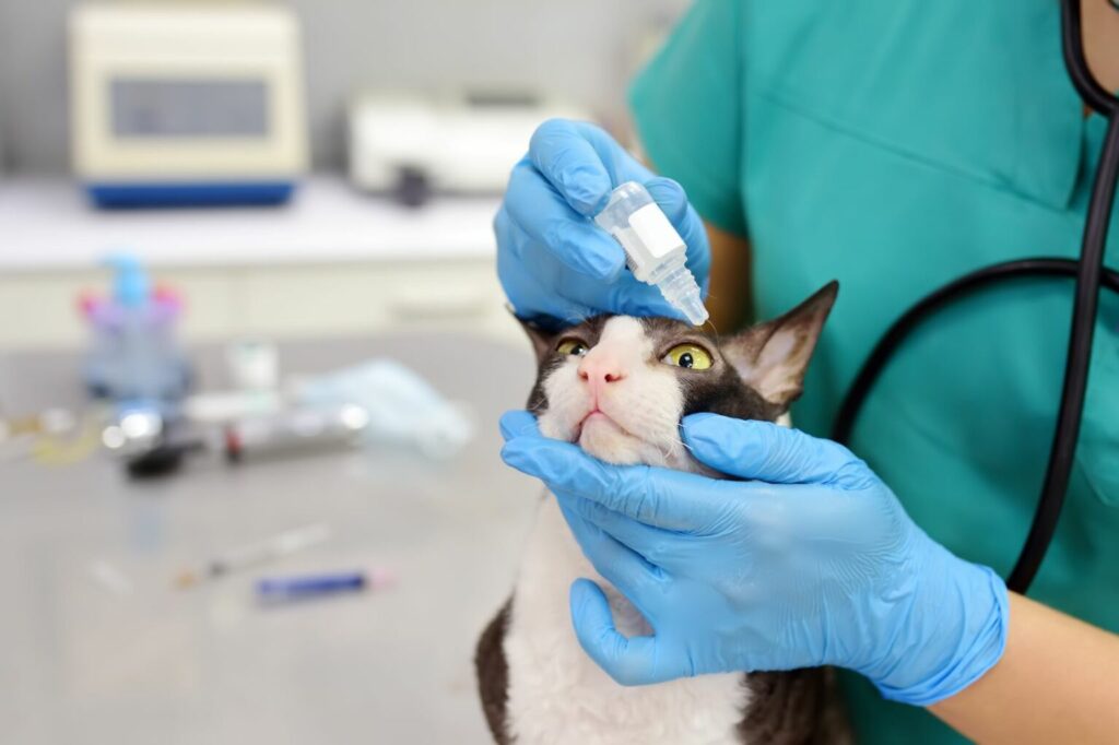 Mačka dostáva očné kvapky od veterinára