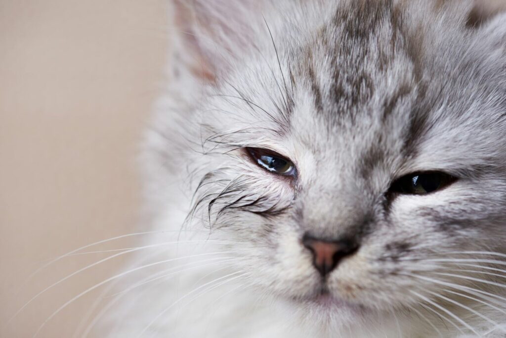 Mačka so zapáleným okom