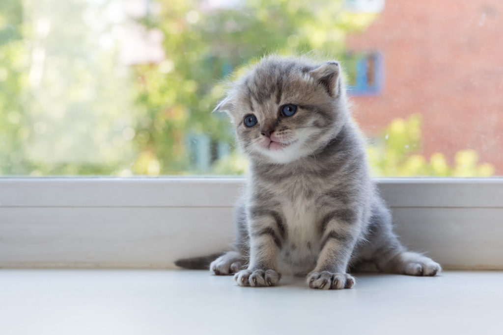 Scottish Fold mačiatko