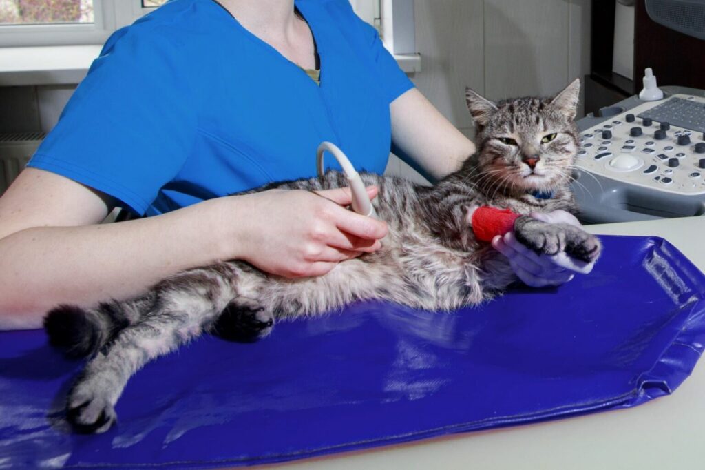 Ultrazvukové vyšetrenie u mačky