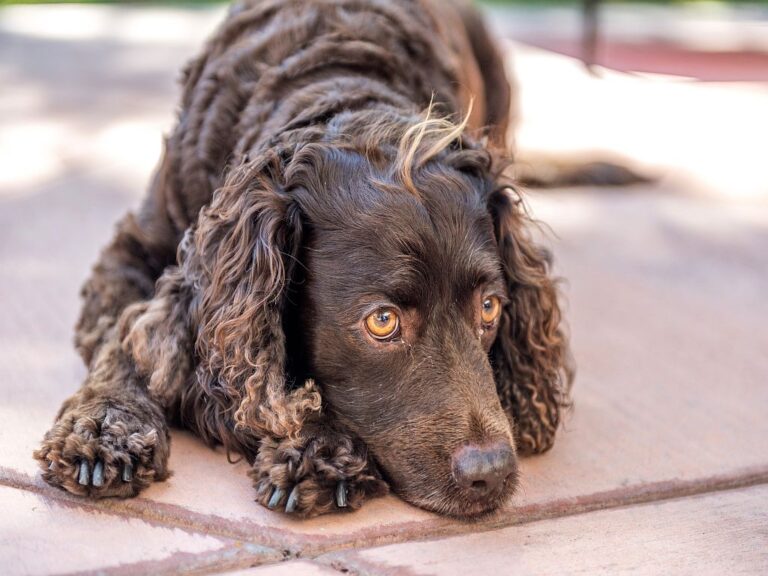 American Water Spaniel resting