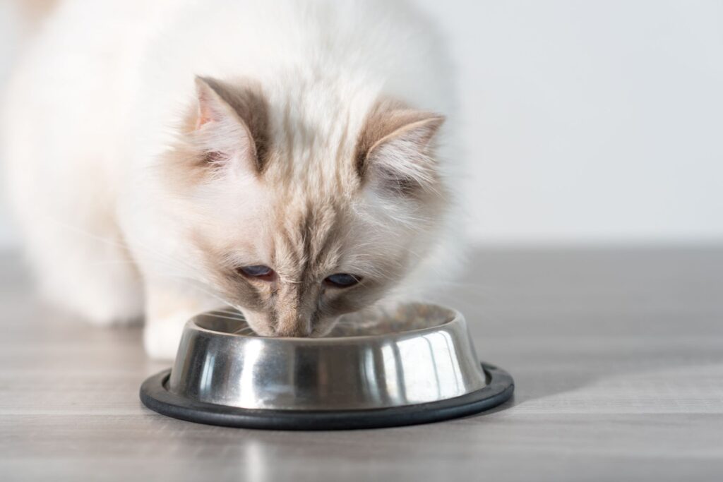 Biela mačka žerie jedlo z misky
