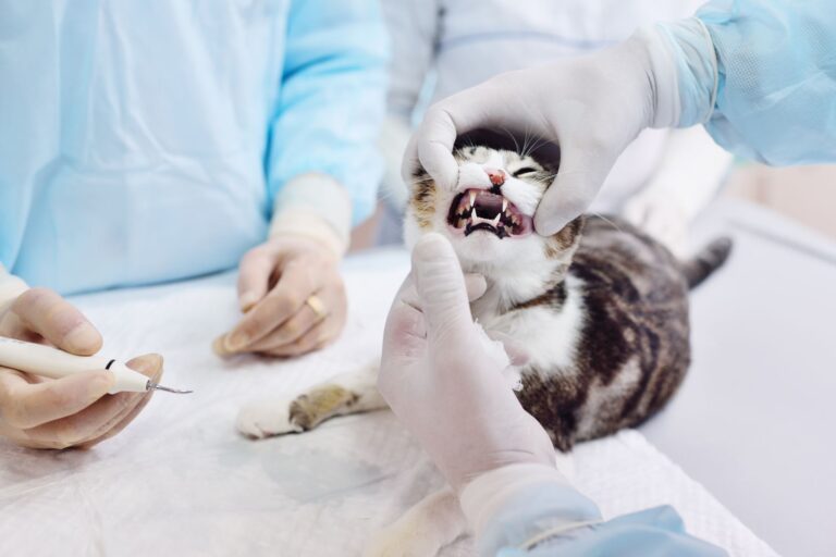 veterinář kontroluje kočku forl