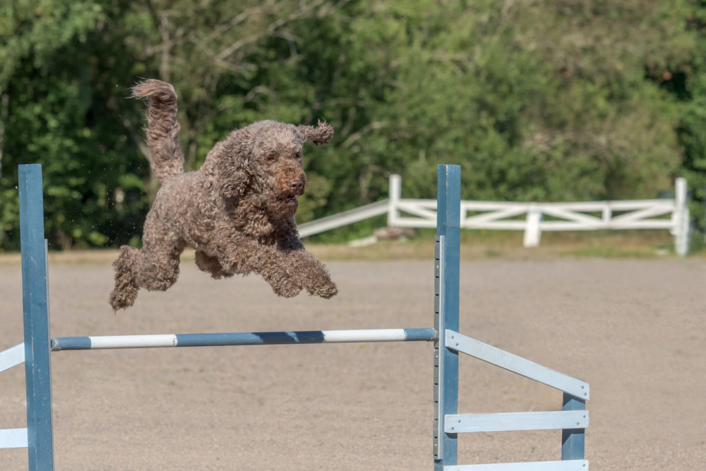barbet robí agility