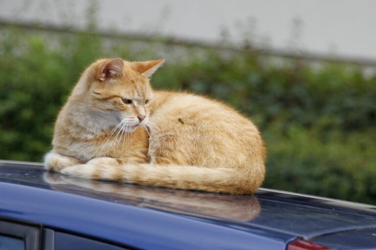 mačka na streche auta