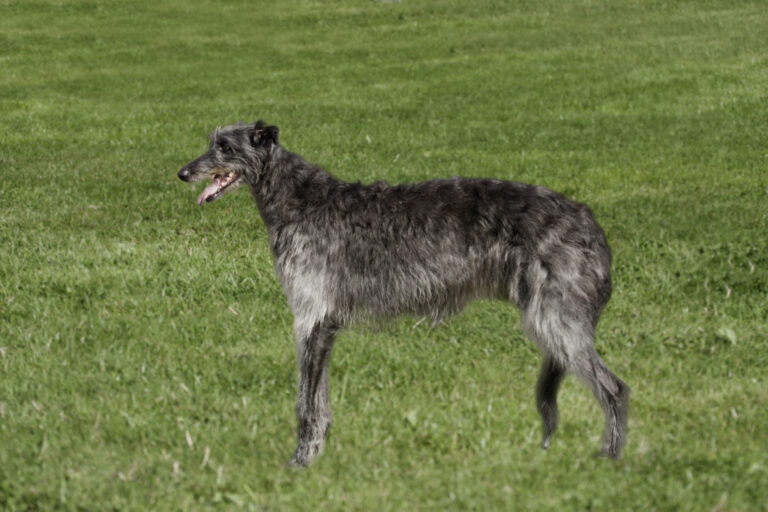 Deerhound v tráve