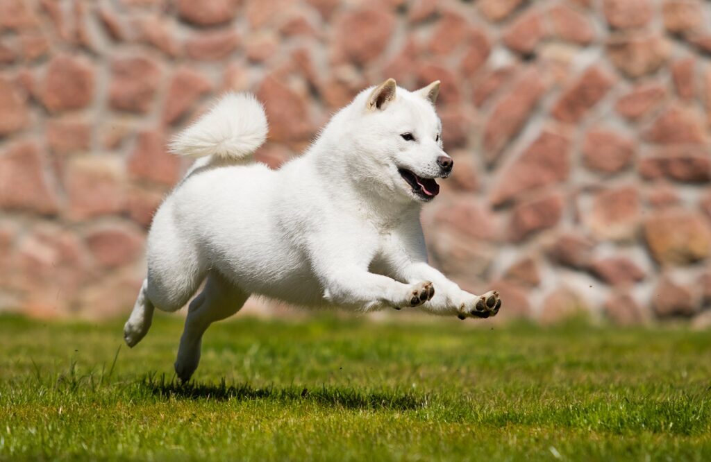 Hokkaido pes beží na lúke