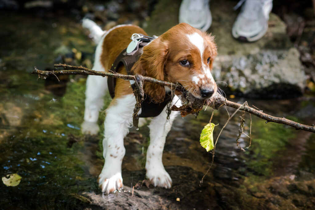 Hrajúce sa šteniatko waleského špringršpaniela