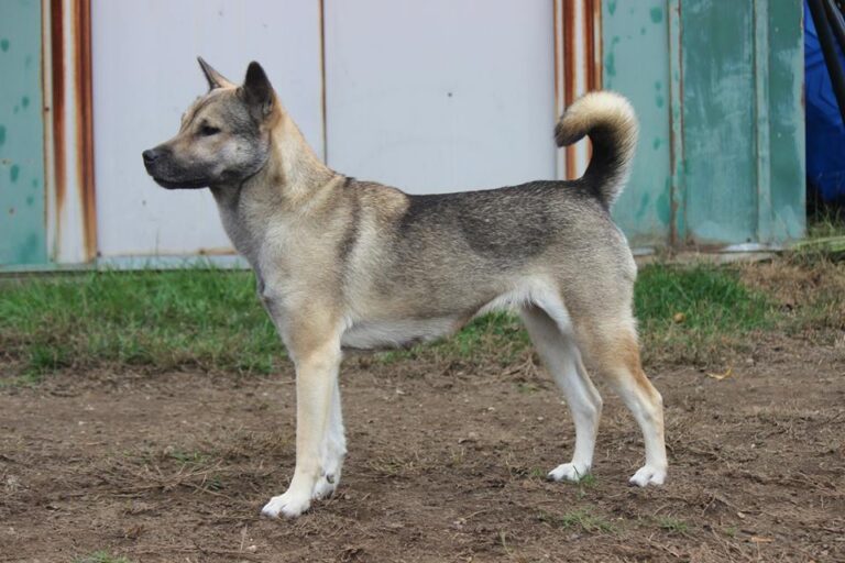 Pes Kishu