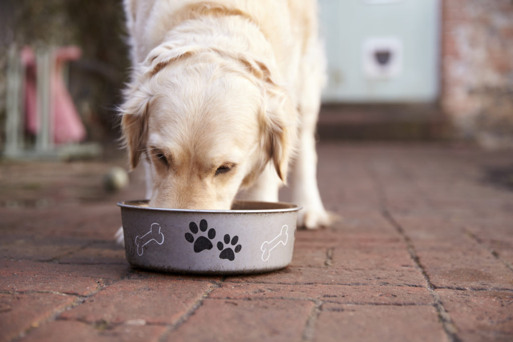 Labrador jedol zo psej misky