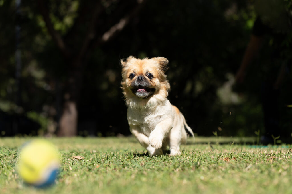 Pekinský palácový psík šteniatko sa hrá s loptou