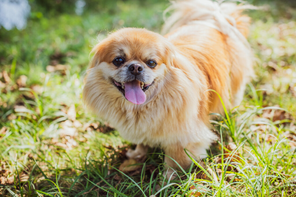 Pekinský palácový psík v tráve