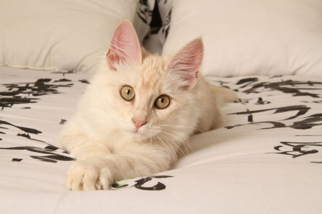 Turecká angora mačka