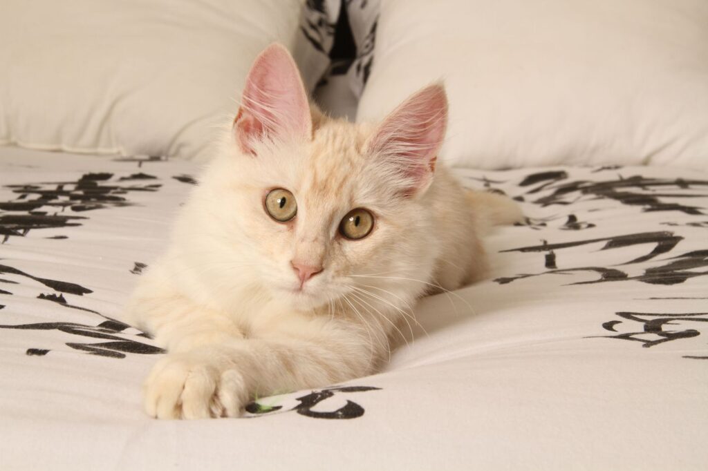 Turecká angora mačka Turecká angora mačka