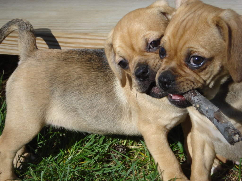 Dvaja Puggle steniatka sa hraju