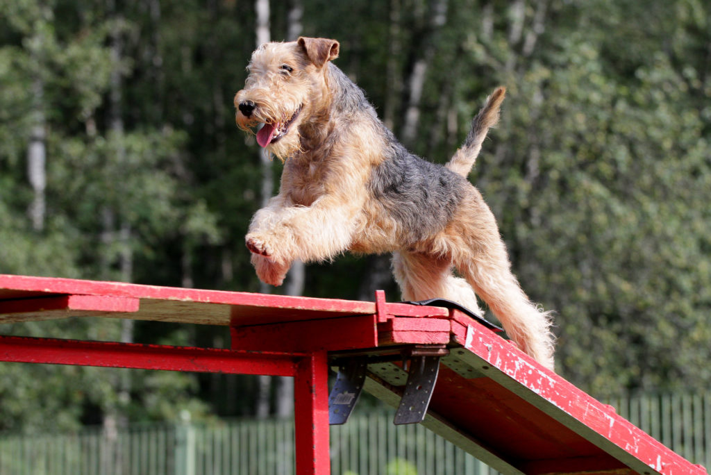 lakelandský teriér Agility